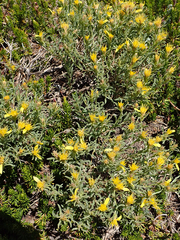 Ericameria discoidea
