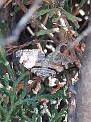 Xanthorhoe labradorensis