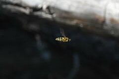 Syrphus opinator