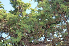 Juniperus maritima