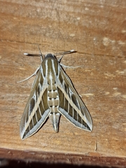 Hyles livornica