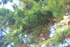 Juniperus maritima