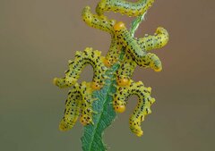 Pristiphora geniculata