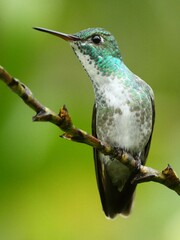 Chrysuronia versicolor