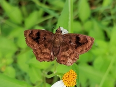 Nisoniades rubescens