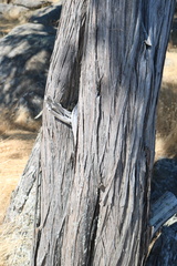 Juniperus maritima
