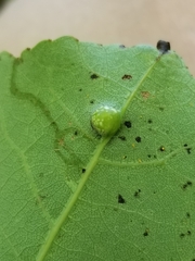 Harmandiola