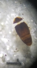 Sericoderus