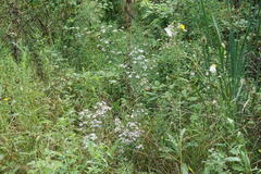 Symphyotrichum × versicolor