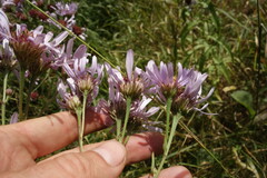 Aster tataricus