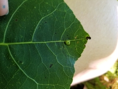 Harmandiola