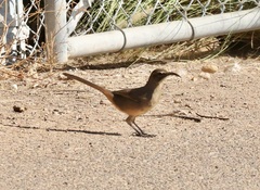 Toxostoma redivivum