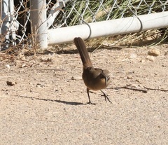 Toxostoma redivivum