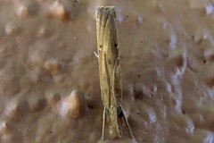 Fissicrambus quadrinotellus