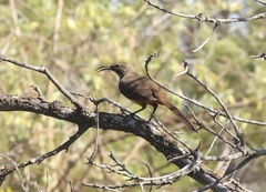 Toxostoma redivivum
