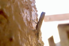 Fissicrambus quadrinotellus