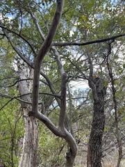 Diospyros texana