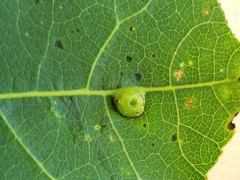 Harmandiola