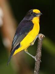 Euphonia violacea