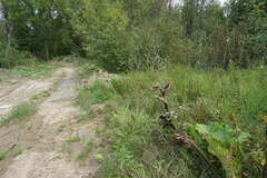 Symphyotrichum × versicolor