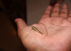 Conocephalus magdalenae