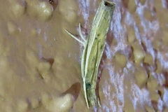 Fissicrambus quadrinotellus
