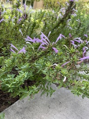 Hedeoma reverchonii