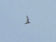 Charadrius semipalmatus