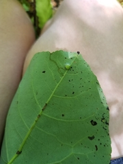 Harmandiola