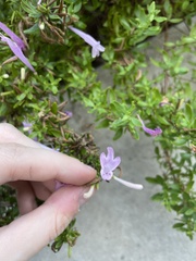 Hedeoma reverchonii