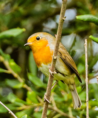 Erithacus rubecula