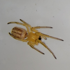 Araneus pratensis