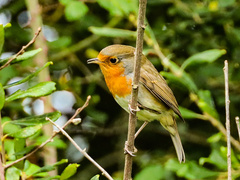 Erithacus rubecula