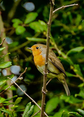 Erithacus rubecula