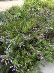 Hedeoma reverchonii