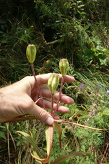 Lilium pensylvanicum