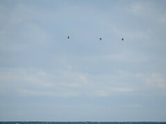 Charadrius semipalmatus