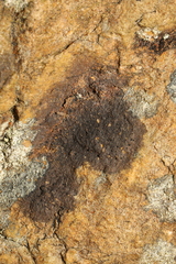 Lichinaceae