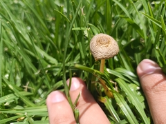 Panaeolus foenisecii