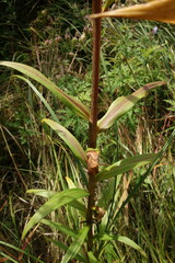 Lilium pensylvanicum