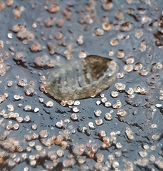 Lepidochitona cinerea