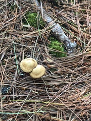 Lycoperdon