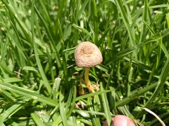 Panaeolus foenisecii