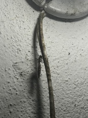 Ululodes macleayanus