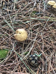 Lycoperdon