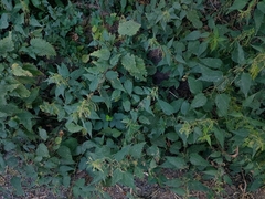 Urtica dioica