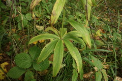 Lilium martagon pilosiusculum