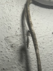 Ululodes macleayanus