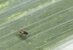 Milichiidae