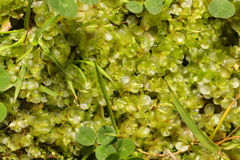 Rhizomnium punctatum